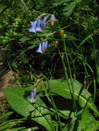 Brimeura amethystina (Hyacint ametystový)