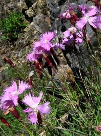 Dianthus gratianopolitanus (Hvozdík sivý)