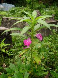 Impatiens balsamina (Netýkavka balzamína)