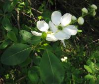 Exochorda racemosa - hroznovec hroznatý