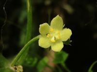 Sechium edule (Čajot jedlý)