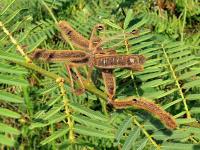 Mimosa pigra (Citlivka)