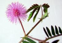 Mimosa pudica (Citlivka stydlivá)