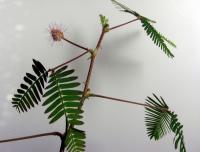 Mimosa pudica (Citlivka stydlivá)
