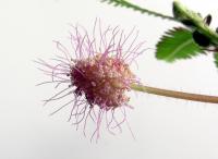 Mimosa pudica (Citlivka stydlivá)
