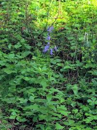 Asyneuma pichleri (Klasovec)