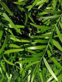 Podocarpus elongatus (Nohoplod prodloužený)