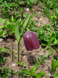 Fritillaria latifolia (Řebčík širokolistý)