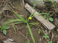 Hypoxis decumbens (Tvrzeň)