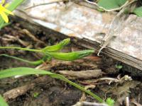 Hypoxis decumbens (Tvrzeň)