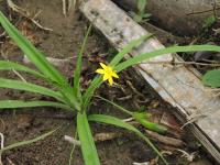 Hypoxis decumbens (Tvrzeň)