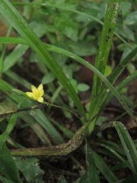 Hypoxis decumbens (Tvrzeň)