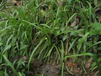 Hypoxis decumbens (Tvrzeň)