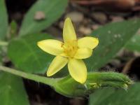 Hypoxis decumbens (Tvrzeň)