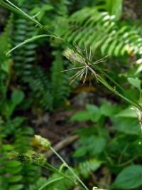 Bidens biternata (Dvouzubec)