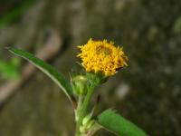 Bidens biternata (Dvouzubec)
