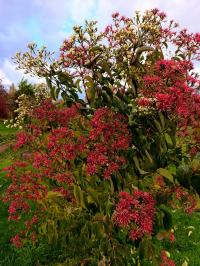 Heptacodium miconioides (Heptakodium jasmínovité)