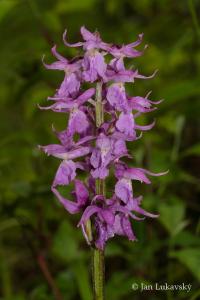 Orchis (Vstavač)