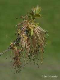 Acer negundo (Javor jasanolistý)
