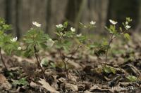 Isopyrum thalictroides (Zapalice žluťuchovitá)