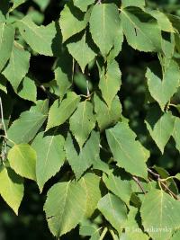 Betula pendula bříza bělokorá listy Betula pendula bříza bělokorá listy