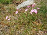 Dianthus furcatus (Hvozdík vidličnatý)