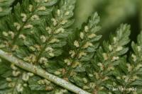 Athyrium filix-femina (Papratka samičí)