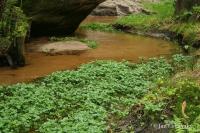 Cardamine amara (Řeřišnice hořká)