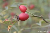 Rosa canina (Růže šípková - šípky)