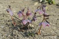Helleborus purpurascens (Čemeřice nachová)