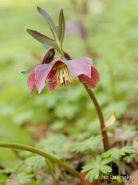 Helleborus purpurascens (Čemeřice nachová)