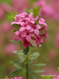 Daphne cneorum - lýkovec vonný