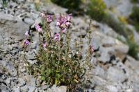 Antirrhinum majus (Hledík větší)