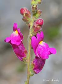 Antirrhinum majus (Hledík větší)