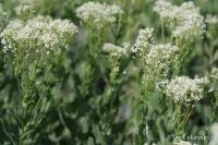 Lepidium draba (Vesnovka obecná)