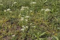 Lepidium draba (Vesnovka obecná)