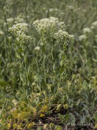 Lepidium draba (Vesnovka obecná)