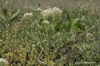 Lepidium draba (Vesnovka obecná)