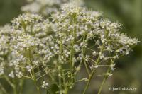Lepidium draba (Vesnovka obecná)