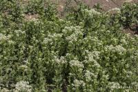 Lepidium draba (Vesnovka obecná)