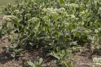 Lepidium draba (Vesnovka obecná)