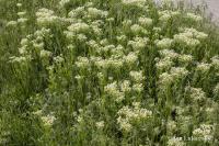 Lepidium draba (Vesnovka obecná)