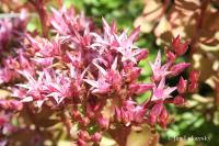 Sedum spurium (Rozchodník pochybný)