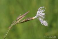 Dianthus superbus (Hvozdík pyšný)