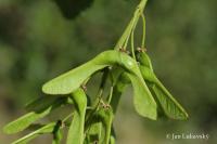 Acer pseudoplatanus (Javor klen)