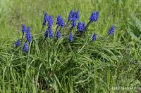 Muscari armeniacum (Modřenec arménský)