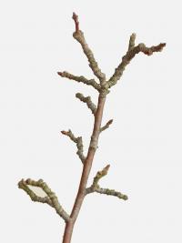 Jabloň drobnoplodá