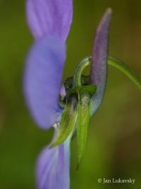 Viola cornuta (Violka rohatá)