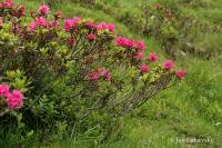 Rhododendron ferrugineum (Pěnišník rezavý)