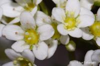 Saxifraga crustata (Lomikámen)